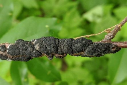 سیاه‌پوستی (Black Knot) – روش های درمان قطعی بیماری سیاه پوستی درختان