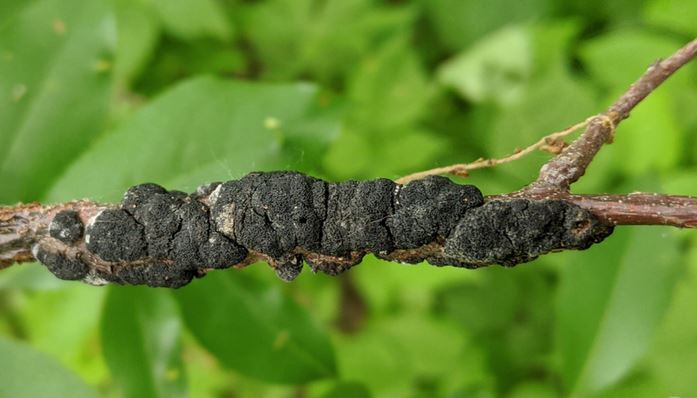 سیاه‌پوستی (Black Knot) – روش های درمان قطعی بیماری سیاه پوستی درختان