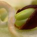 آموزش کاشت سیب از دانه (بذر) – جوانه زنی بذر سیب