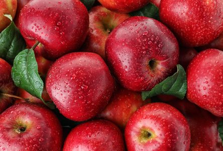 چگونه کیفیت سیب را بالا ببریم + افزایش کیفیت و ماندگاری سیب