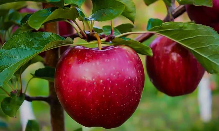 چطوری سیب بازار پسند تولید کنیم ؟