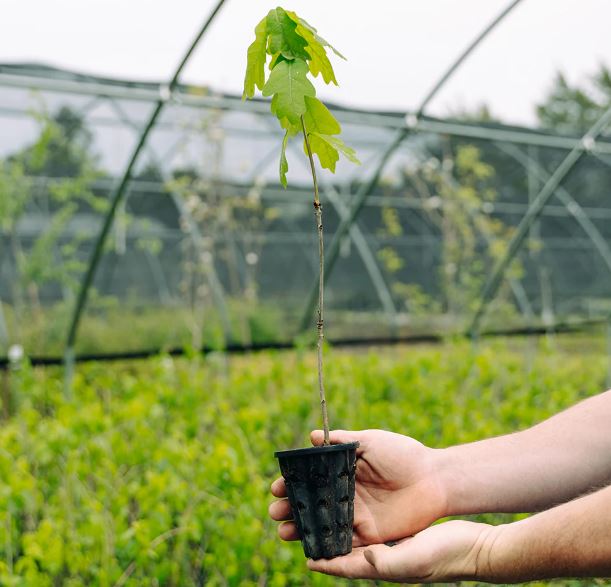 چطور نهال سالم انتخاب کنیم؟