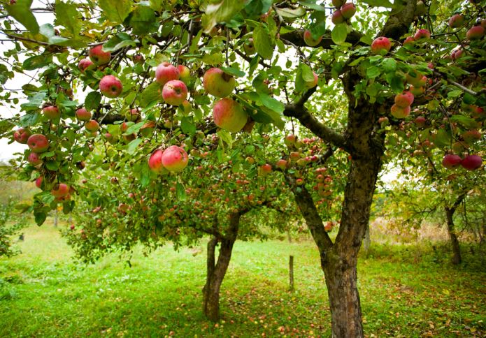 بهترین روش کاشت درخت سیب + آموزش حرفه ای کاشت نهال سیب
