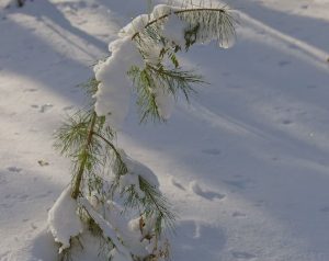 چگونه نهالستان را برای فصل زمستان آماده کنیم + نگه داری از درختان در زمستان