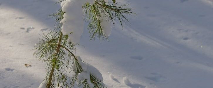 چگونه نهالستان را برای فصل زمستان آماده کنیم + نگه داری از درختان در زمستان