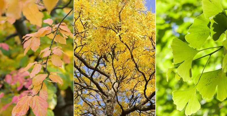 10 درخت مقاوم به خشکی که هم سودآورند