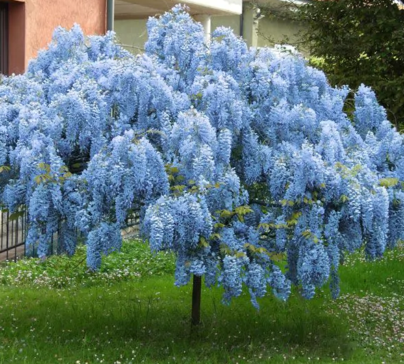 20 رقم از زیباترین نهال‌های زینتی برای طراحی فضای سبز