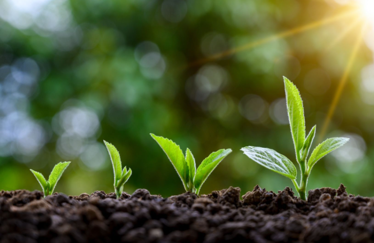 راه های رایگان و طبیعی افزایش بار درخت  + افزایش رشد درخت