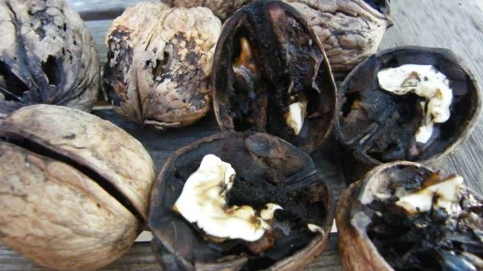 دلایل سیاه شدن مغز گردو و برگ های درخت گردو  + درمان