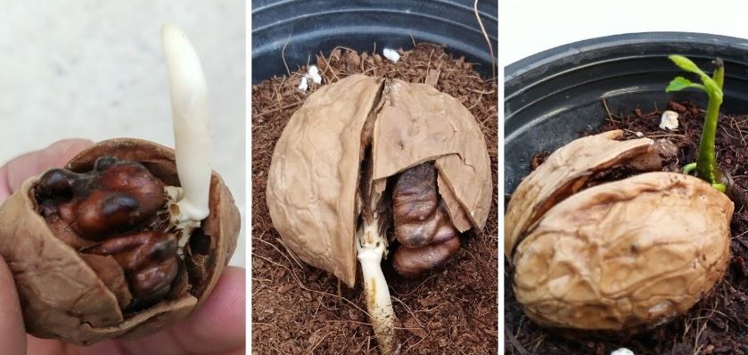 آموزش احداث باغ گردو از کاشت تا برداشت محصول + عکس