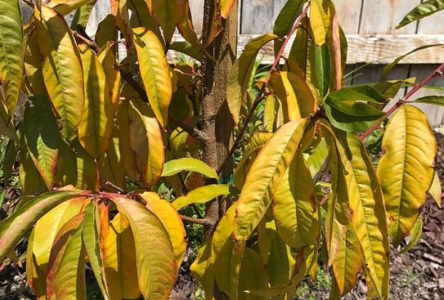 علت زرد شدن برگ درختان به همراه روش درمان و پیشگیری