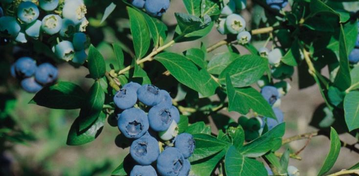 همه چیز درباره نهال بلوبری چندلر: از خرید تا نگهداری