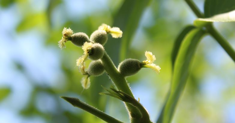 افزایش بار نهال گردو + معرفی بهترین کود ها