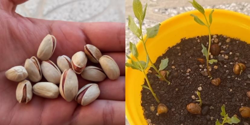 آموزش کامل کاشت تا برداشت درخت پسته + احداث باغ پسته