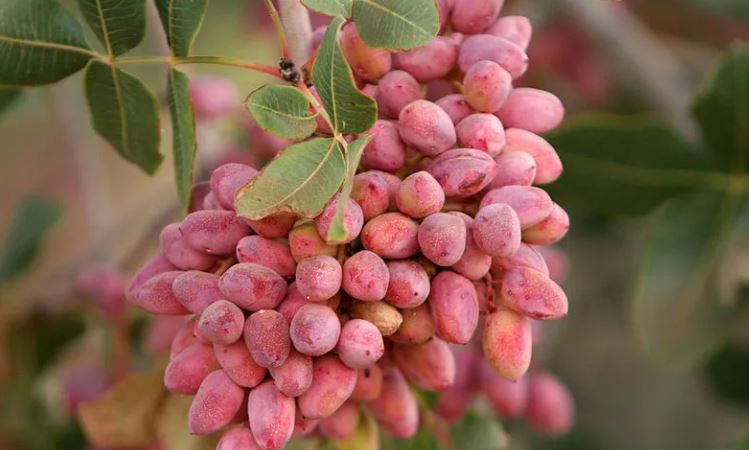 بهترین نهال پسته کدام است ؟ معرفی ارقام ممتاز با توضیحات