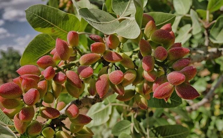 نهال پسته هیبریدی پیوند خورده معرفی کامل با تصاویر محصول