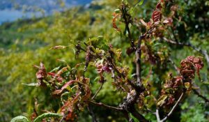 بیماری های مهم درخت بادام چیست ؟ پیشگیری و درمان