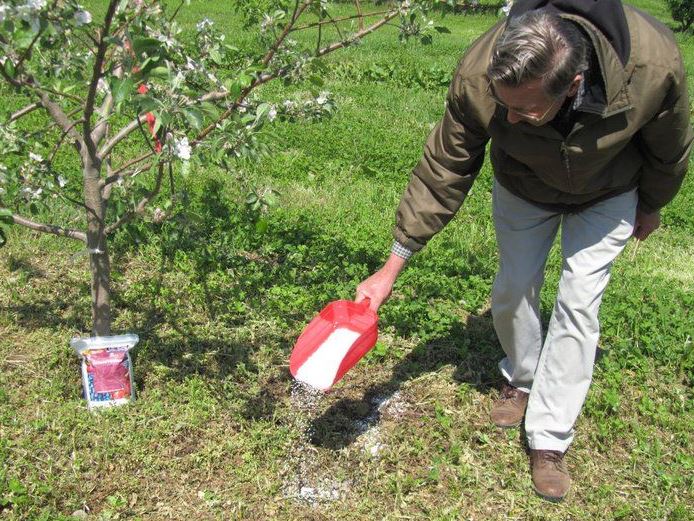 کودهای مناسب برای درختان سیب