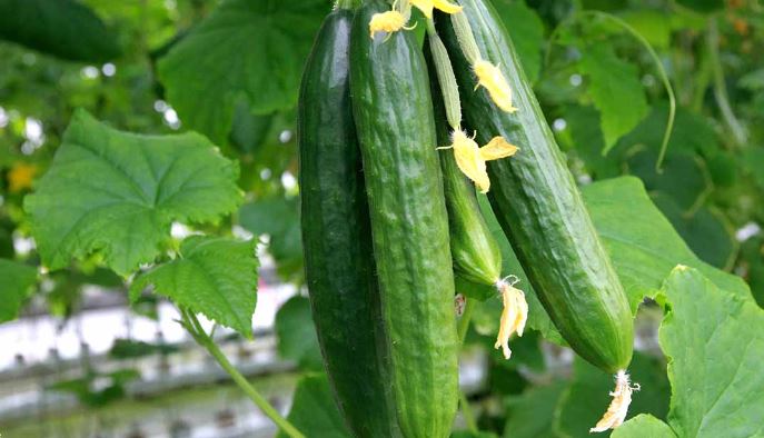 راهکارهای مؤثر برای جلوگیری از گرمازدگی بوته خیار