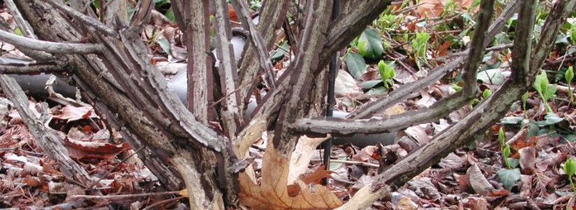 10 دلیل خشک شدن یکباره درخت پیشگیری و درمان