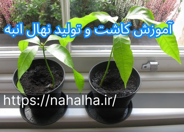 آموزش خرید و کاشت نهال انبه + تهیه نهال