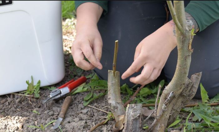 چه فصل و زمانی برای پیوند درختان مناسب است